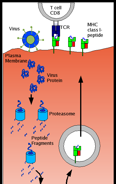 Mayor Histocompatibility Complex (MHC)